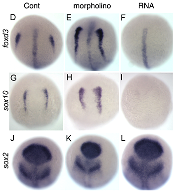 Figure 3. Regulation of neural crest formation in zebrafish