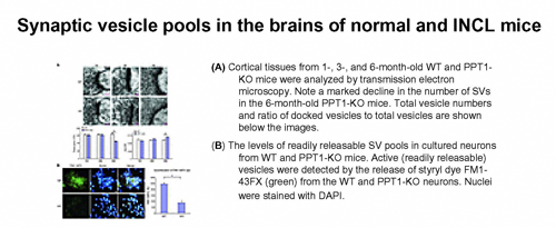 Figure 1. Progressive decline of the synaptic vesicle pool size in the mouse model of INCL