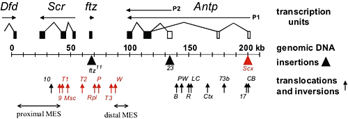 Figure 1. Chromosomal aberrations in the distal half of the Antennapedia complex