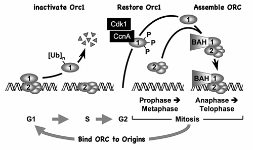 Figure 1. The ORC cycle in mammalian cells (reviewed in DePamphilis et al., <em>Curr Opin Cell Biol</em> 2006;18:231)
