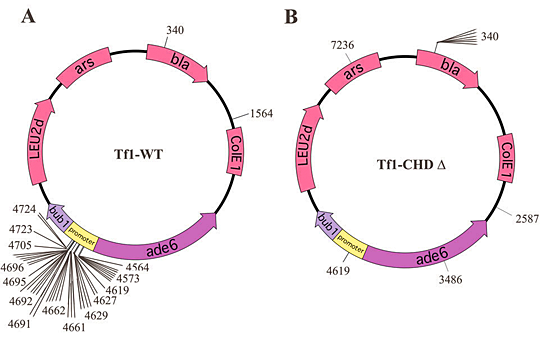 Figure 1. The CHD is required to direct integration to the promoters of pol II genes.