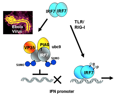 Figure 1. The Ebola virus protein VP35 hijacks the SUMO conjugation machinery and weakens innate immunity.