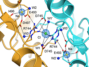 Crystal structure of the GluR6 ATD dimer assembly