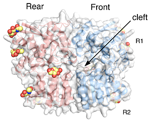 Crystal structure of the allosteric ion binding sites in a GluR6 ligand binding domain dimer