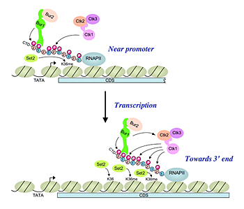 Figure 2. A cascade of cyclin-dependent kinases regulates Pol II CTD phosphorylation in the transcription elongation cycle