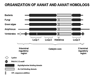 Figure 3. Organization of AANAT and AANAT homologs