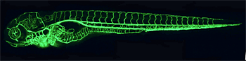 Figure 1. The zebrafish vascular system