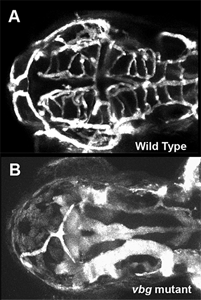 Figure 2. Cranial vessel malformation in violet beauregarde (vbg) mutant zebrafish