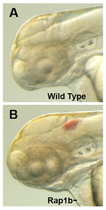 Figure 3. Intracranial hemorrhage (ICH) in the developing zebrafish