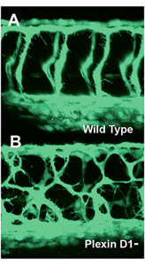 Figure 4. Mispatterned trunk vessels in larvae lacking the vascular semaphorin receptor plexin D1