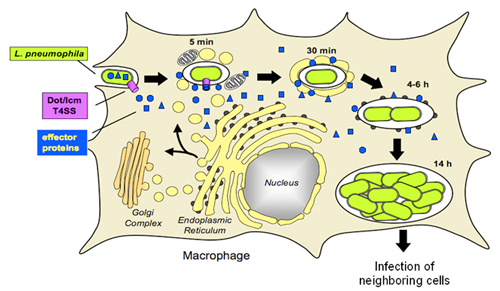 Figure 1. Legionella pneumophila intracellular replication cycle.