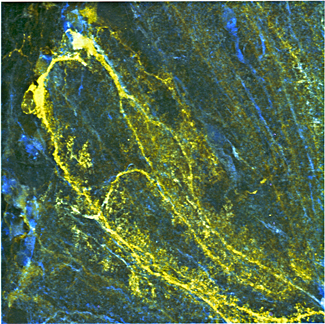 Bergmann glial cells