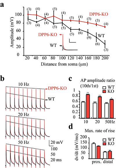 Enhanced dendritic excitability in DPPP6-KO mice