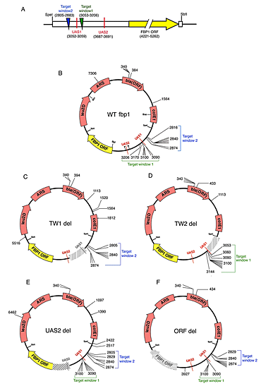 Figure 1. A plasmid-based assay for integration of Tf1 in fbp1