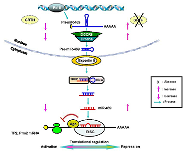 Figure 1. GRTH/DDX25 is required for the structural and functional integrity of the chromatoid body