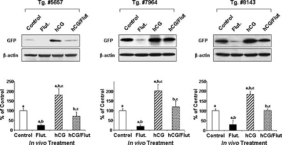 Figure 2. Gonadotropin/androgen regulation of GRTH transcription in transgenic mice