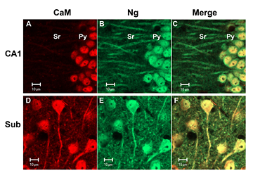 Unique subcellular localization of calmodulin in mouse hippocampal CA1 neurons