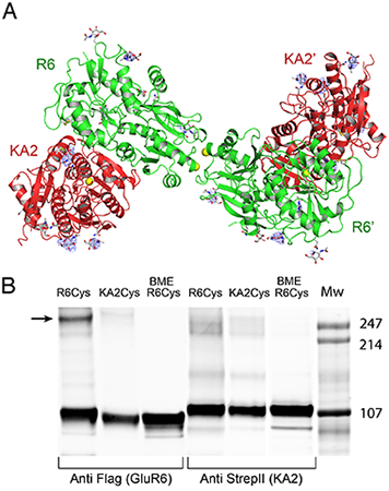 Crystal structure of the GluK2 (GluR6) ATD tetramer assembly