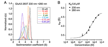 Conformational variation in the mode of binding of GluK1 (GluR5) competitive antagonists