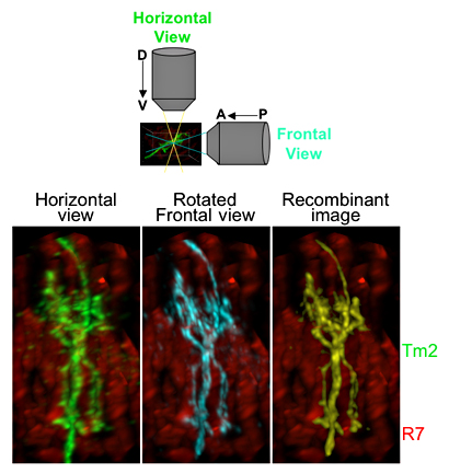 Figure 1. Dual-View Imaging