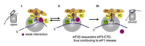 Figure 2. Model for two-stage co-transcriptional recruitment of histone deacetylase complex Rpd3C(S) to nucleosomes in coding regions
