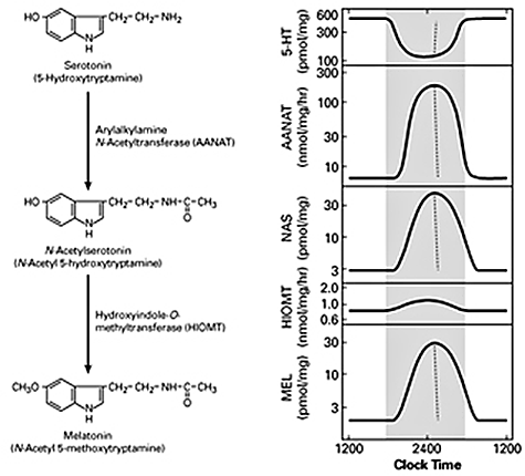 Figure 1. Daily rhythm in indole metabolism in the pineal gland