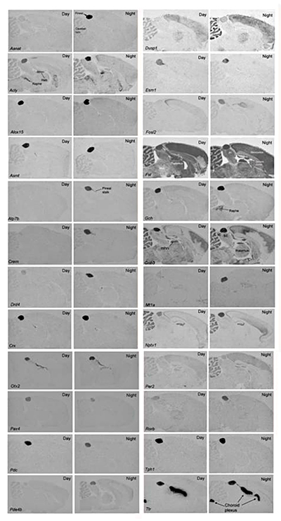 Figure 2. Gene expression in the rat pineal gland: night/day differences and tissue specificity