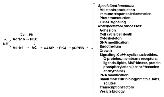 Figure 3. Neural regulation of gene expression in the rat pineal gland