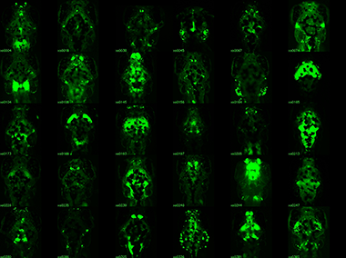 Enhancer trap lines for neurobehavioral research