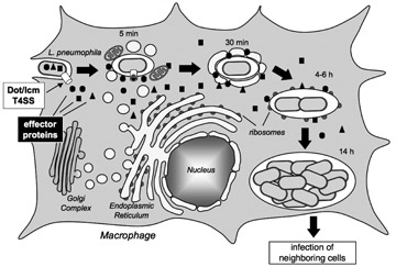 Figure 1. Legionella pneumophila intracellular replication cycle