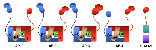 Figure 1. Structure of AP complexes and GGAs.