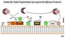 Figure 2. The Rab1 cycle on LCV membranes