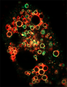 Clusters of red and green circles on a black background