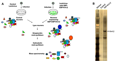 Mukherjee lab members