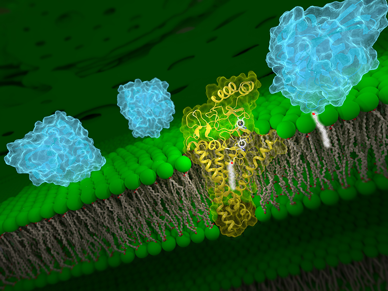 Yellow ribbon structure embedded in green Golgi lipid bilayer membrane with blue blobby structures above