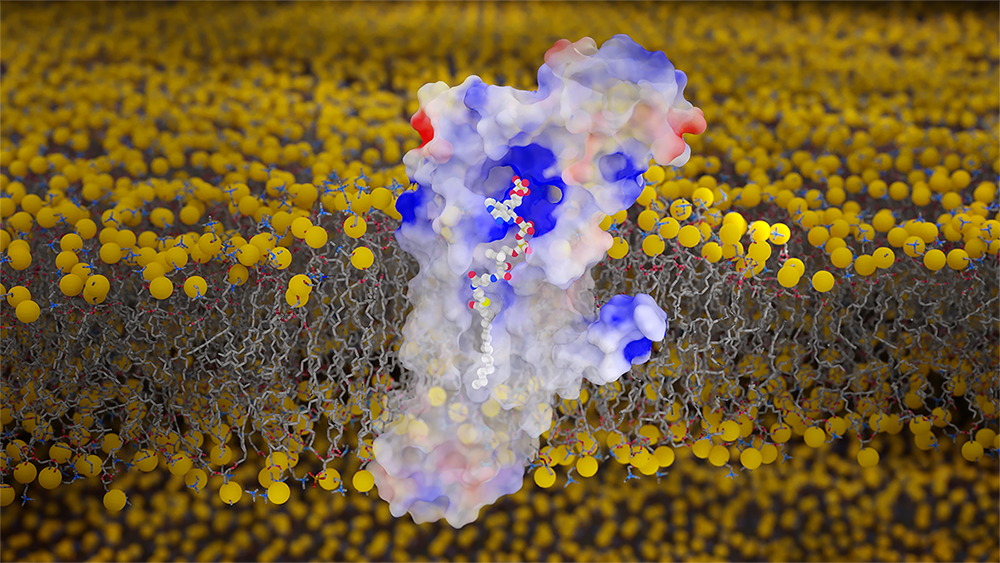 Visualization of fatty acyl CoA bound to membrane-embedded human DHHC20