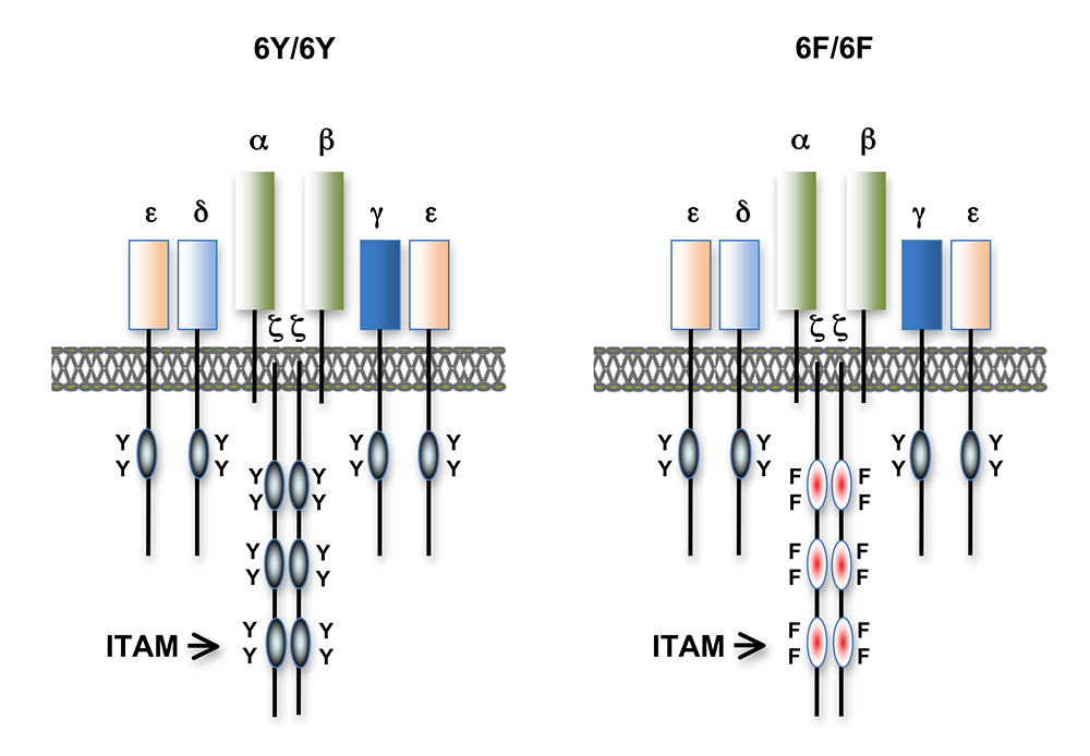 Figure 1. T cell antigen receptors expressed in 6Y/6Y and 6F/6F knock-in mice
