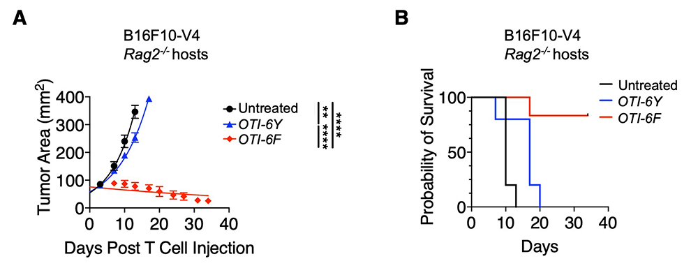 Figure 1. T cell antigen receptors expressed in 6Y/6Y and 6F/6F knock-in mice