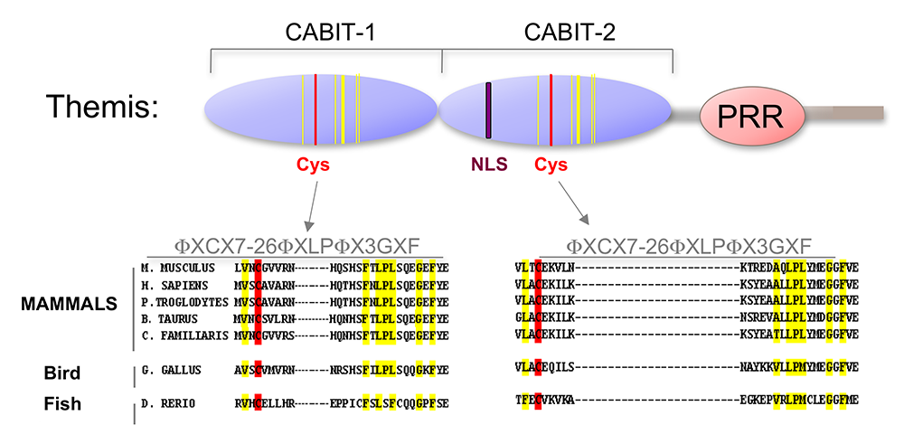 Figure 3. Themis is highly conserved in vertebrates.