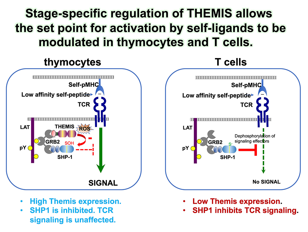Figure 3. Themis is highly conserved in vertebrates.