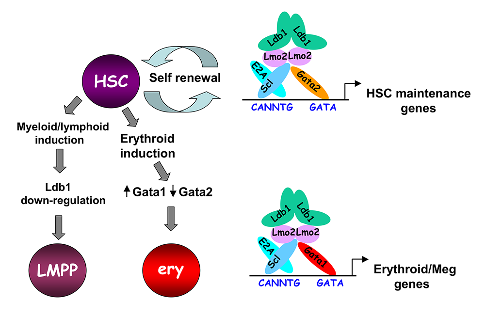 Figure 5. Model of Ldb1 function in the hematopoietic lineage