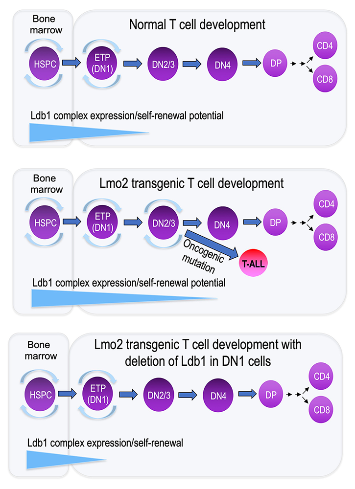 Figure 5. Model of Ldb1 function in the hematopoietic lineage